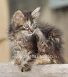 ���� ���������