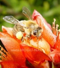 �������� ���������