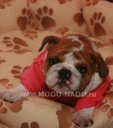 ������� ����������