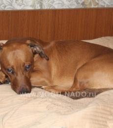 ������� ����