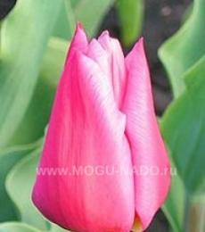 tulipbulbs