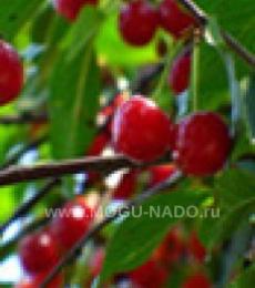 ����� �����