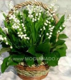 ������ �